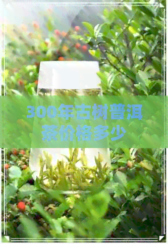 300年古树普洱茶价格多少