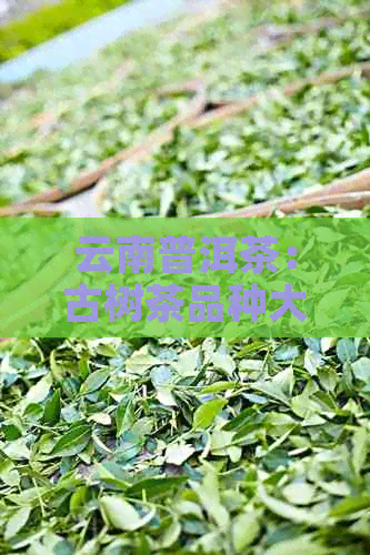 云南普洱茶：古树茶品种大全与品鉴指南