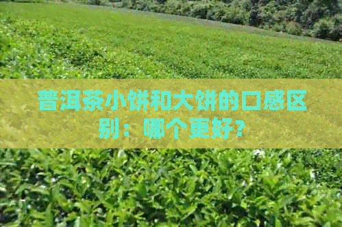 普洱茶小饼和大饼的口感区别：哪个更好？