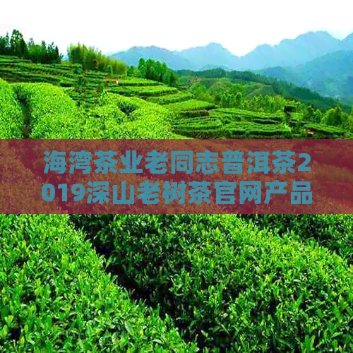 海湾茶业老同志普洱茶2019深山老树茶官网产品大全价格