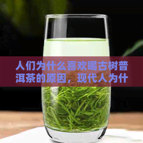 人们为什么喜欢喝古树普洱茶的原因，现代人为什么爱古树茶？