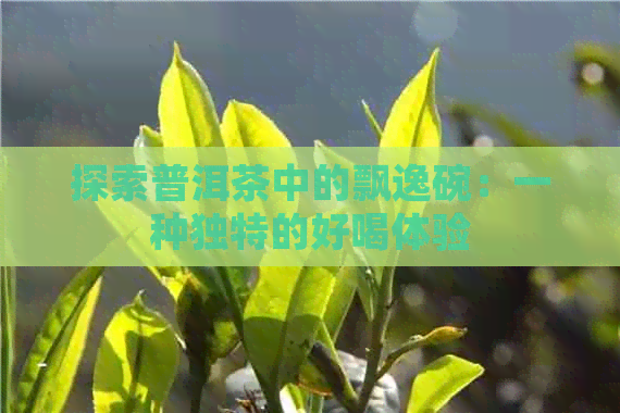 探索普洱茶中的飘逸碗：一种独特的好喝体验