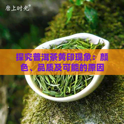 探究普洱茶黄印现象：颜色、品质及可能的原因