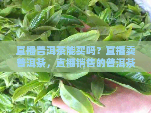 直播普洱茶能买吗？直播卖普洱茶，直播销售的普洱茶质量好吗？