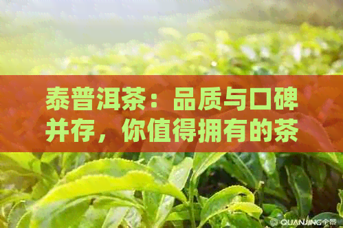 泰普洱茶：品质与口碑并存，你值得拥有的茶品选择