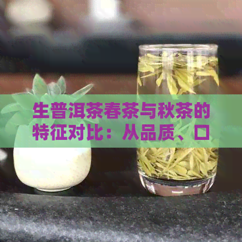 生普洱茶春茶与秋茶的特征对比：从品质、口感及存需求等方面进行详细解析