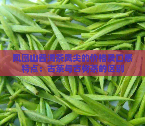 凤凰山普洱茶凤尖的价格及口感特点：古茶与古树茶的区别