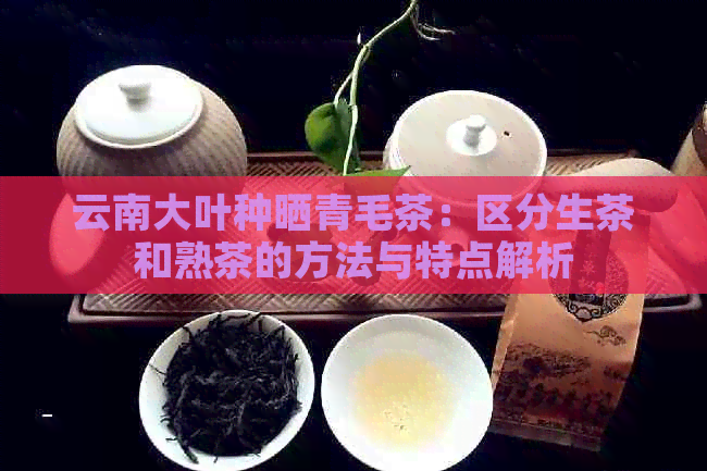 云南大叶种晒青毛茶：区分生茶和熟茶的方法与特点解析