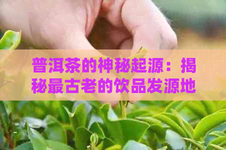 普洱茶的神秘起源：揭秘最古老的饮品发源地