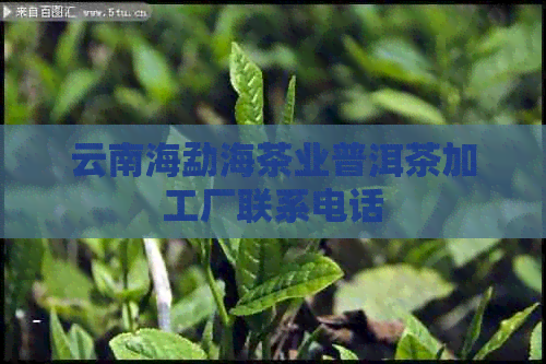 云南海勐海茶业普洱茶加工厂联系电话