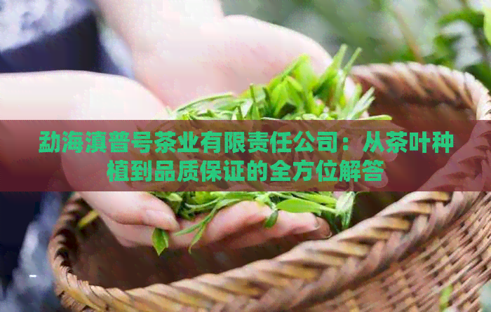 勐海滇普号茶业有限责任公司：从茶叶种植到品质保证的全方位解答