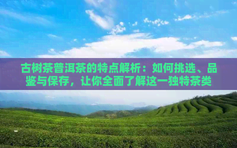 古树茶普洱茶的特点解析：如何挑选、品鉴与保存，让你全面了解这一独特茶类