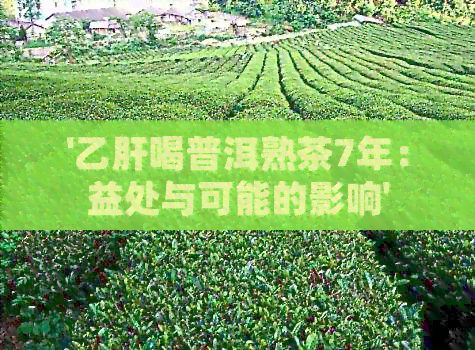 '乙肝喝普洱熟茶7年：益处与可能的影响'