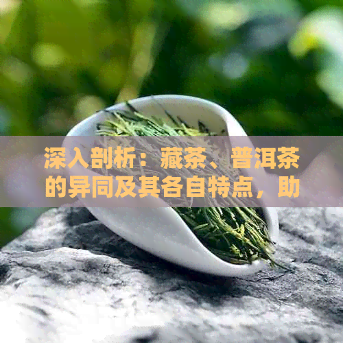 深入剖析：藏茶、普洱茶的异同及其各自特点，助您轻松辨识与品鉴！