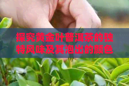 探究黄金叶普洱茶的独特风味及其泡出的颜色