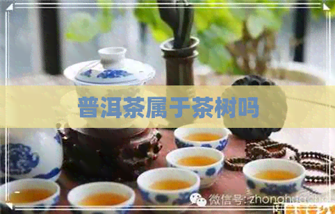 普洱茶属于茶树吗