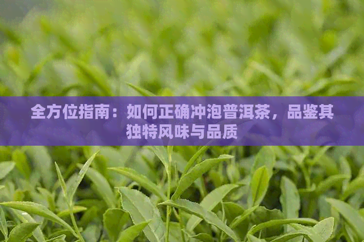 全方位指南：如何正确冲泡普洱茶，品鉴其独特风味与品质