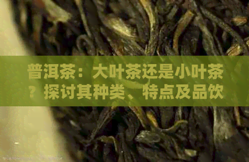 普洱茶：大叶茶还是小叶茶？探讨其种类、特点及品饮方法