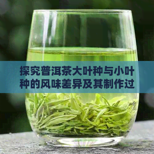 探究普洱茶大叶种与小叶种的风味差异及其制作过程