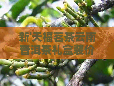 新'天福茗茶云南普洱茶礼盒装价格表 - 茶叶场'