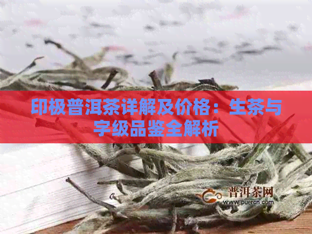 印极普洱茶详解及价格：生茶与字级品鉴全解析