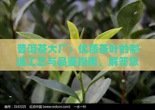 普洱茶大厂：优质茶叶的制造工艺与品鉴指南，解答您的所有疑问