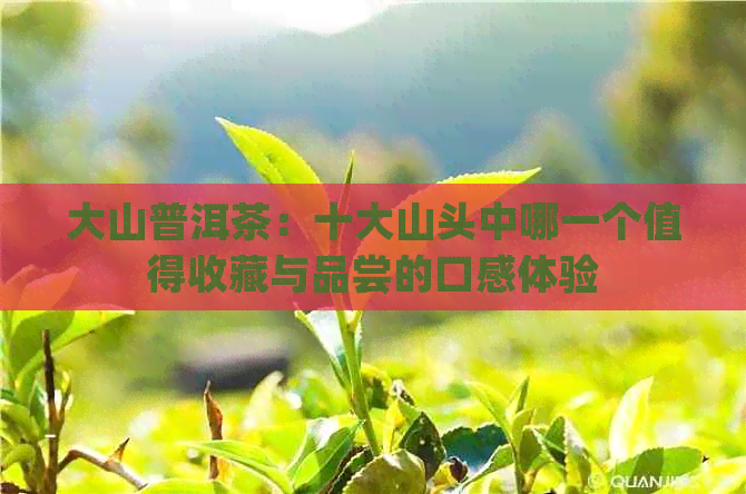 大山普洱茶：十大山头中哪一个值得收藏与品尝的口感体验