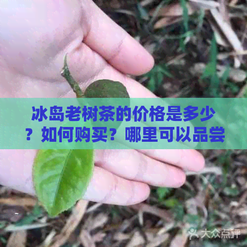 冰岛老树茶的价格是多少？如何购买？哪里可以品尝到的冰岛老树茶？