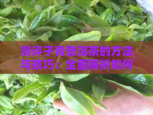 测评子青普洱茶的方法与技巧：全面解析如何品鉴这种茶叶