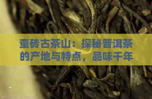 蛮砖古茶山：探秘普洱茶的产地与特点，品味千年传承的独特韵味