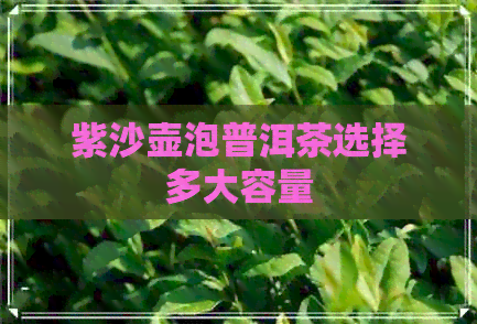 紫沙壶泡普洱茶选择多大容量