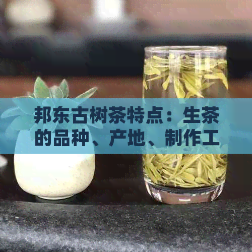 邦东古树茶特点：生茶的品种、产地、制作工艺及品饮体验全方位解析