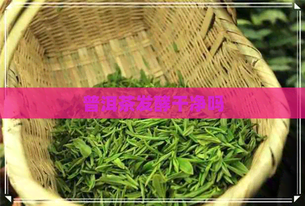 普洱茶发酵干净吗