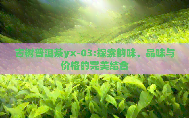 古树普洱茶yx-03:探索韵味、品味与价格的完美结合