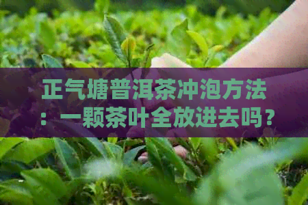 正气塘普洱茶冲泡方法：一颗茶叶全放进去吗？如何控制茶叶用量？