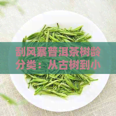 刮风寨普洱茶树龄分类：从古树到小树，一文解析各类普洱茶的特点与价值