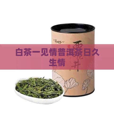 白茶一见情普洱茶日久生情