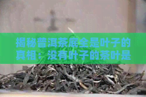 揭秘普洱茶底全是叶子的真相：没有叶子的茶叶是正常的吗？