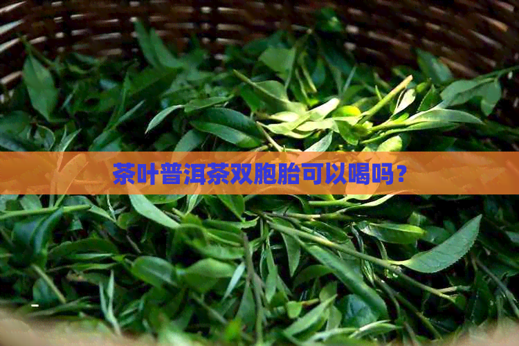 茶叶普洱茶双胞胎可以喝吗？