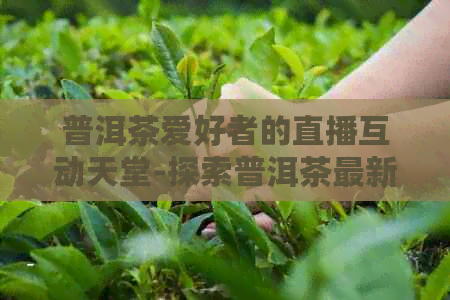 普洱茶爱好者的直播互动天堂-探索普洱茶最新潮流与排行榜