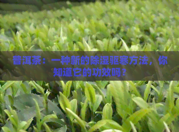 普洱茶：一种新的除湿驱寒方法，你知道它的功效吗？