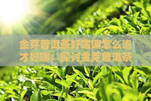 金芽普洱茶好喝嘛怎么泡才好喝：探讨金芽普洱茶的口感及冲泡方法