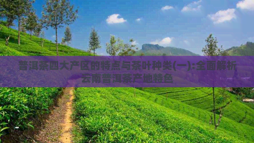 普洱茶四大产区的特点与茶叶种类(一):全面解析云南普洱茶产地特色