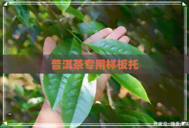 普洱茶专用样板托