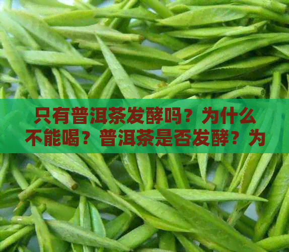 只有普洱茶发酵吗？为什么不能喝？普洱茶是否发酵？为什么没有香味？