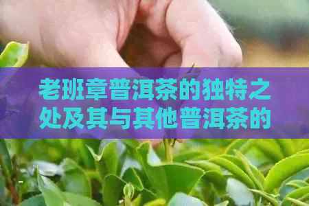 老班章普洱茶的独特之处及其与其他普洱茶的区别