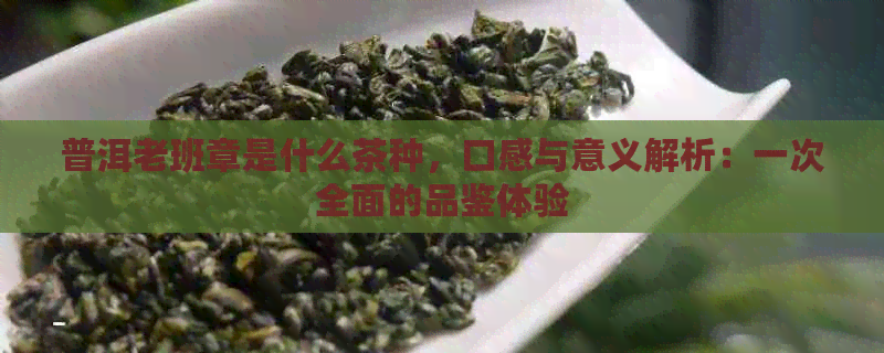 普洱老班章是什么茶种，口感与意义解析：一次全面的品鉴体验