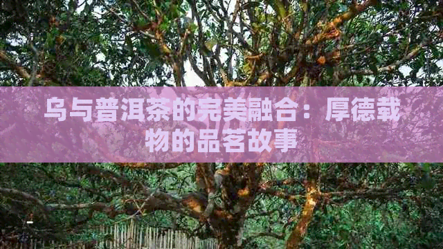 乌与普洱茶的完美融合：厚德载物的品茗故事