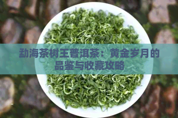 勐海茶树王普洱茶：黄金岁月的品鉴与收藏攻略