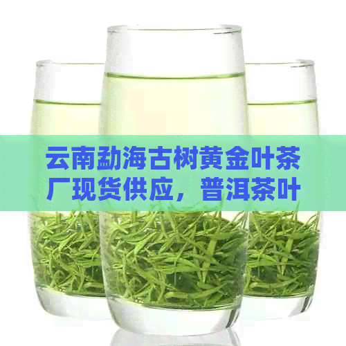 云南勐海古树黄金叶茶厂现货供应，普洱茶叶批发价，神韵茶